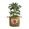 Vintage Tomato Planter