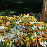 Viola (<i>cornuta</i>) Sorbet Citrus Mix Plants