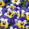 Viola Plants - Admire Jolly Face