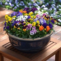 Viola Plants - Autumn Select