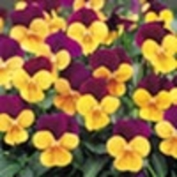 Viola Plants - F1 Admire Orange Purple Wing