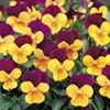 Viola Plants - F1 Admire Orange Purple Wing