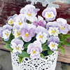 Viola Plants - F1 Admire Pink Surprise