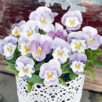 Viola Plants - F1 Admire Pink Surprise