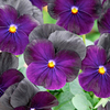 Viola Plants - F1 Sorbet Blackberry