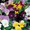 Viola Plants - F1 Sorbet Select Mix