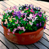 Viola Plants - Miracle Collection