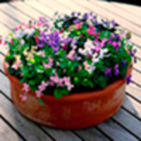 Viola Plants - Miracle Collection