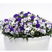 Viola Plants - Ocean Breeze