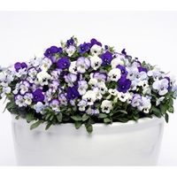 Viola Plants - Ocean Breeze
