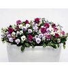 Viola Plants - Raspberry Sundae