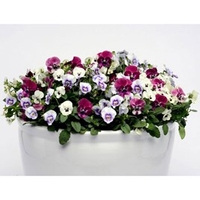 Viola Plants - Raspberry Sundae