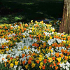 Viola Plants - Sorbet Citrus Mix