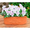 Viola Plants - Sorbet Pink Wing