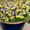 Viola Plants - Yellow/Blue Jump Up