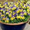 Viola Plants - Yellow/Blue Jump Up