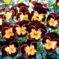 Viola Seeds - Maharaja F1