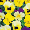 Viola Seeds - Perfumed Pastels