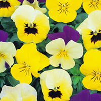 Viola Seeds - Perfumed Pastels