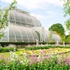 Visit to Kew Gardens with Thames River Cruise from Central London for Two