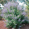 Vitex agnus-castus latifolia Plant