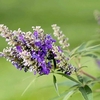 Vitex agnus-castus Plant - 