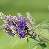 Vitex agnus-castus Plant - 