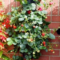 Wall Mounted Flower Tower