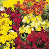 Wallflower (<i>Cheiranthus cheiri</i>) Prince Mix Plants