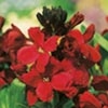 Wallflower Plant - Blood Red