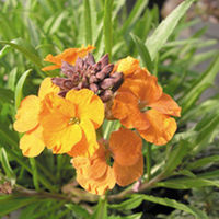 Wallflower Plants - Apricot Twist