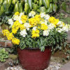 Wallflower Plants - Bounty Mix