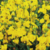 Wallflower Plants - Cloth of Gold