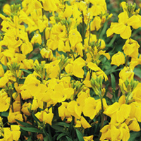 Wallflower Plants - Cloth of Gold