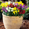 Wallflower Plants - F1 Sugar Rush