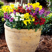 Wallflower Plants - F1 Sugar Rush