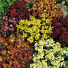 Wallflower Plants - Fair Lady Mix
