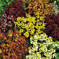 Wallflower Plants - Fair Lady Mix