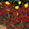 Wallflower Plants - Fire King
