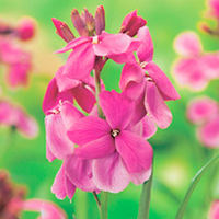 Wallflower Plants - Giant Pink