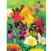 Wallflower Plants - Harlequin Mixed