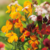 Wallflower Plants - Persian Carpet Mix