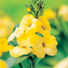 Wallflower Plants - Primrose Dame