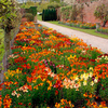 Wallflower Plants - Prince Mix