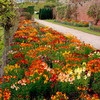 Wallflower Plants - Prince Mix
