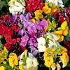 Wallflower Plants - Sugar Rush Mix