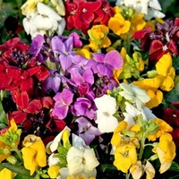 Wallflower Plants - Sugar Rush Mix