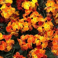 Wallflower Plants - Sugar Rush Orange