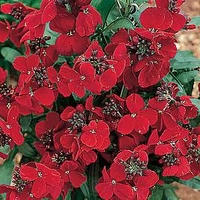 Wallflower Plants - Sugar Rush Red