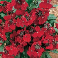 Wallflower Plants - Sugar Rush Red